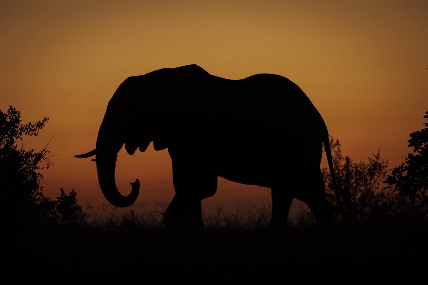 Elephant at sunset